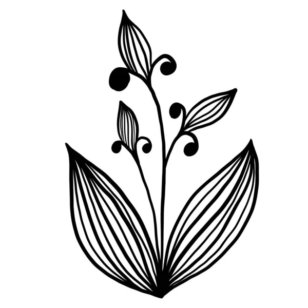 ワイルドフラワー植物ハーブベクターイラスト — ストックベクタ