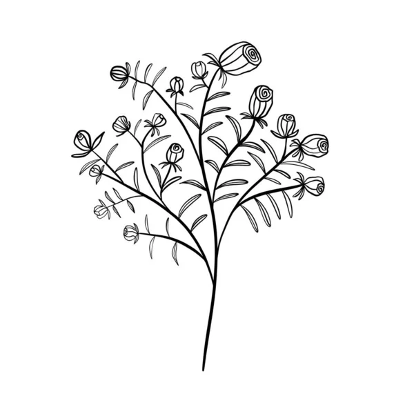 Ilustração Botânica Vetor Ervas Silvestres —  Vetores de Stock