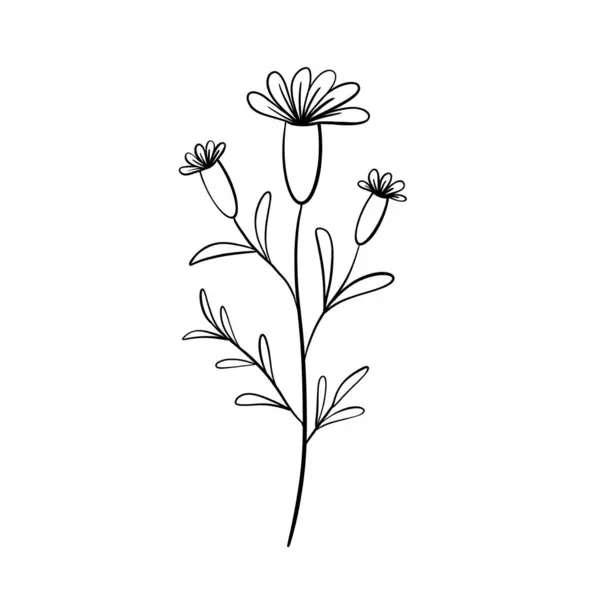 Botanische Vektorillustration Für Wildblumen — Stockvektor