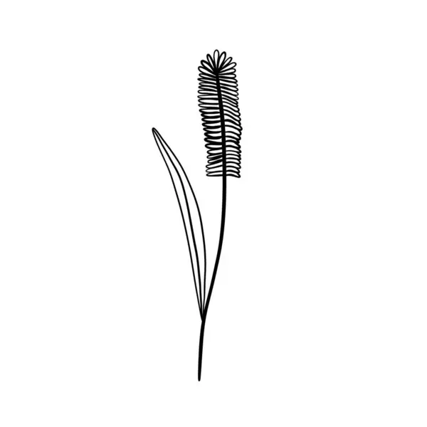 Wildbloem Botanische Kruid Vector Illustratie — Stockvector