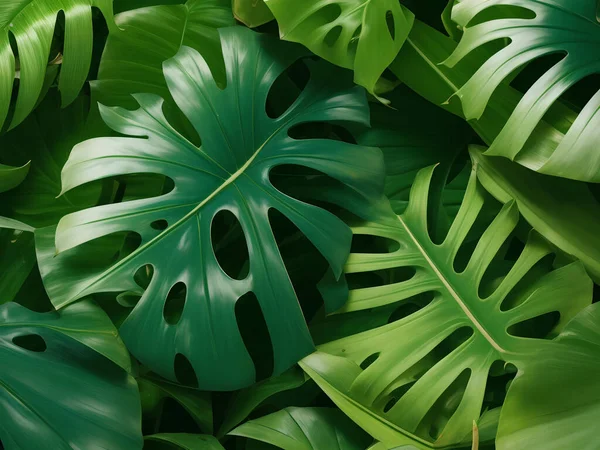 Зеленые Листья Леса Фон — стоковое фото