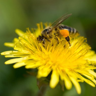 Arı, karahindibadaki polenleri toplar..