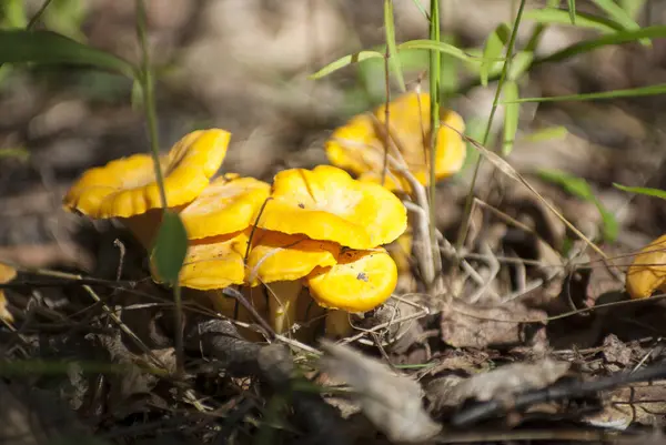 Ormanda büyüyen chanterelles.
