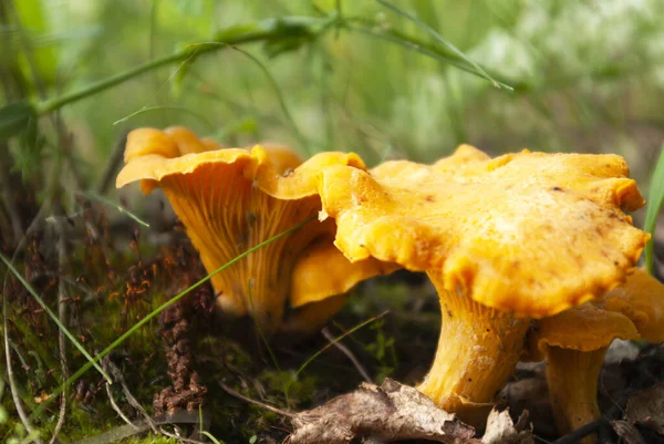 stock image Chanterelles in the forest close-up.