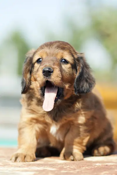 Little Puppy His Tongue Out — Stock Photo, Image
