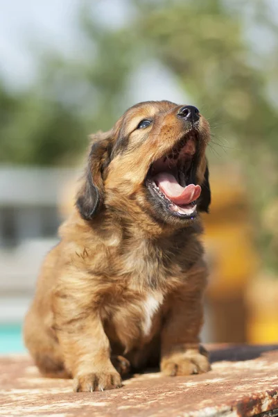 Ağzı açık komik bir köpek yavrusu..