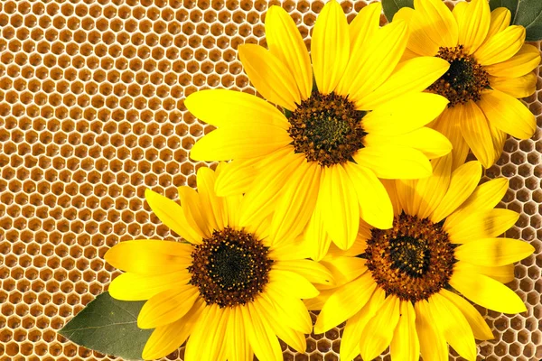 Sunflower honey in honeycombs with sunflower flowers.