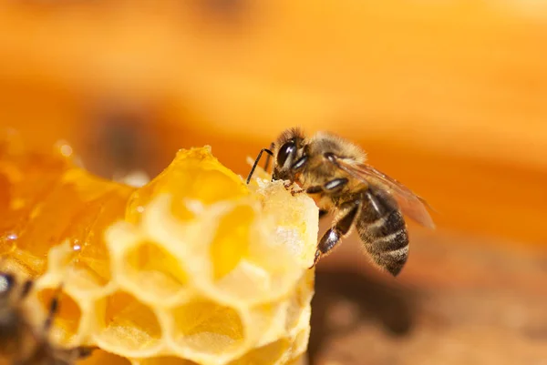 Bee Honeycomb Close — Stock Photo, Image