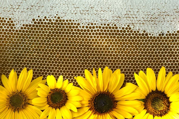 Sunflower honey in honeycombs with sunflower flowers.