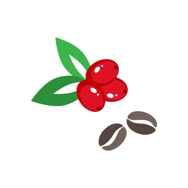 Dalında taze kahve taneleri ve yakınlarda kuru taneler var..