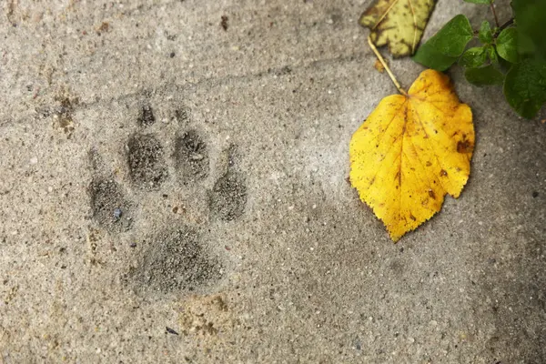 Betonun üzerinde sarı yapraklı bir köpeğin ayak izi..