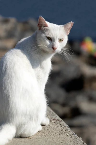 Beyaz bir kedi setin üzerinde oturur ve kameraya bakar..