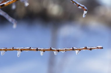 Mavi gökyüzüne karşı bir meyve ağacının buzlu dalı.