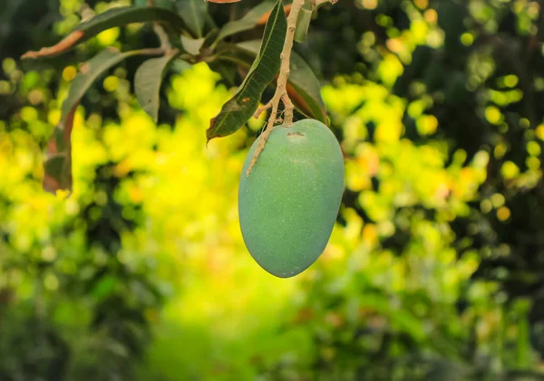 Unripe Green mangoes hanging on Branch. Fresh green mango on tree. Hanging green mangos. Bunch of Mango\'s. Mangos with tree. raw mango hanging on tree with leaf background in summer fruit