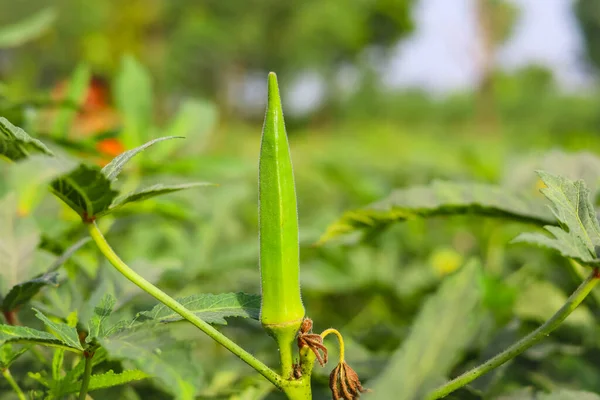 Close up of Okra.Lady fingers. Ladyfingers or okra vegetable on plant in farm. Plantation of natural okra. Fresh okra vegetable. Lady fingers field. With Selective Focus on the Subject