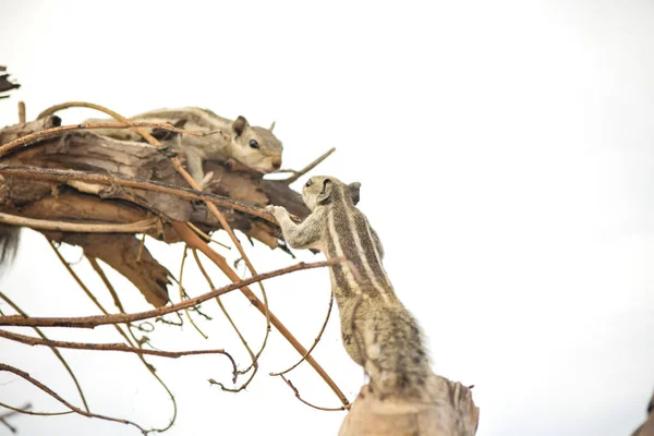 Πορτρέτο Της Όμορφης Βόρειας Παλάμη Σκίουρος Πέντε Ρίγες Σκίουρος Τρώει — Φωτογραφία Αρχείου