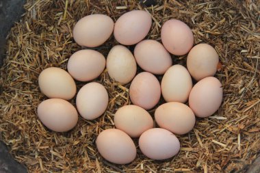 Yuvasında ya da yumurtadan çıkan bir yerde tavuk yumurtası. Yumurtadan çıkan sepet veya yuvaya izole edilmiş beyaz ve kahverengi tavuk yumurtaları. Yumurtalar yumurtadan çıkmaya hazır. Kuş yumurtaları yakın mesafede. Konuya seçici bir şekilde odaklanarak.