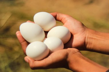 Tavuğun yumurtaları doğal arka planda bir kızın elinde izole edilmiş. Beyaz yumurtalar arka planda bulanık. Yumurtalar yumurtadan çıkmaya hazır. Proteinli yiyecekler. Protein dolu yumurtalar. Seçici Odaklanma.