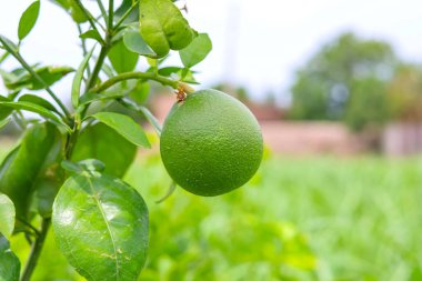 Branch 'a asılmış yeşil nar meyvesini kapat. Yeşil Pomelo (Citrus grandis) Pomelo en büyük meyve portakallarıdır. Bu meyvelerin C vitamini vardır ve nispeten hastalıklara dayanıklıdırlar. Citrus Meyvesi.