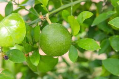 Branch 'a asılmış yeşil nar meyvesini kapat. Yeşil Pomelo (Citrus grandis) Pomelo en büyük meyve portakallarıdır. Bu meyvelerin C vitamini vardır ve nispeten hastalıklara dayanıklıdırlar. Citrus Meyvesi.
