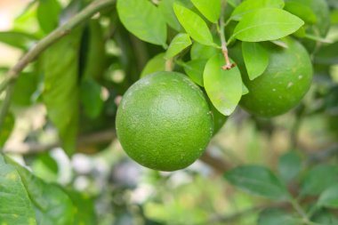 Branch 'a asılmış yeşil nar meyvesini kapat. Yeşil Pomelo (Citrus grandis) Pomelo en büyük meyve portakallarıdır. Bu meyvelerin C vitamini vardır ve nispeten hastalıklara dayanıklıdırlar. Citrus Meyvesi.
