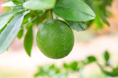 Branch 'a asılmış yeşil nar meyvesini kapat. Yeşil Pomelo (Citrus grandis) Pomelo en büyük meyve portakallarıdır. Bu meyvelerin C vitamini vardır ve nispeten hastalıklara dayanıklıdırlar. Citrus Meyvesi.