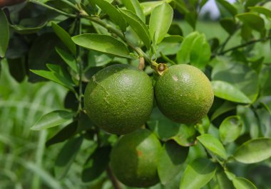 Branch 'a asılmış yeşil nar meyvesini kapat. Yeşil Pomelo (Citrus grandis) Pomelo en büyük meyve portakallarıdır. Bu meyvelerin C vitamini vardır ve nispeten hastalıklara dayanıklıdırlar. Citrus Meyvesi.