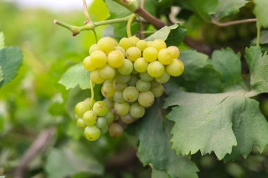 Dalda sallanan üzümlere yakın durun. Üzüm asmak. Üzüm yetiştiriciliği. Üzüm çiftliği. Dalda sallanan lezzetli yeşil üzüm demetleri. Üzüm. Seçici Konuya Odaklanma.