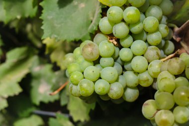 Dalda sallanan üzümlere yakın durun. Üzüm asmak. Üzüm yetiştiriciliği. Üzüm çiftliği. Dalda sallanan lezzetli yeşil üzüm demetleri. Üzüm. Seçici Konuya Odaklanma.