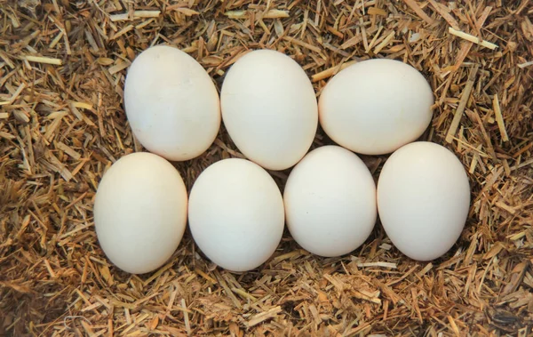Αυγά Κοτόπουλου Στη Φωλιά Στο Μέρος Επώασης Λευκά Και Καφέ — Φωτογραφία Αρχείου