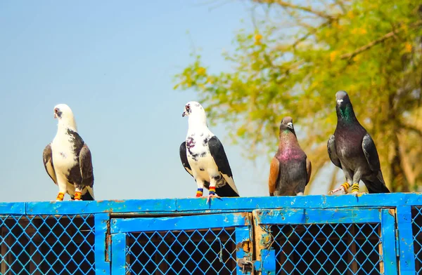 近距离观察美丽的家鸽 鸽子笼前面的鸽子视图 城市环境中的鸽子 回家的鸽子或信鸽 消息鸟 农村环境 — 图库照片