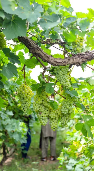 Close Grapes Hanging Branch Hanging Grapes Grape Farming Grapes Farm — Stock Photo, Image