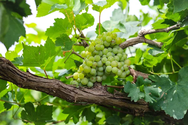 Sluiten Van Druiven Opknoping Tak Druiven Ophangen Druiventeelt Druivenboerderij Lekkere — Stockfoto