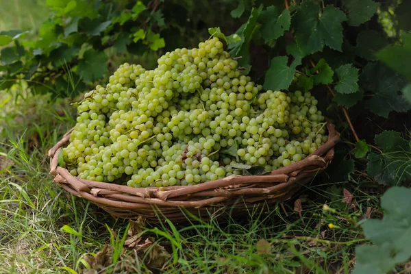 Closu Basket Full Grapes Grape Farming Grapes Farm Tasty Green — Stock Photo, Image