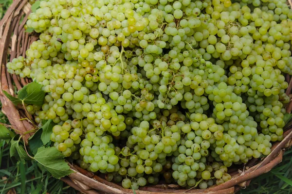 Großaufnahme Eines Korbs Voller Trauben Weinbau Weinbauernhof Leckere Grüne Trauben — Stockfoto