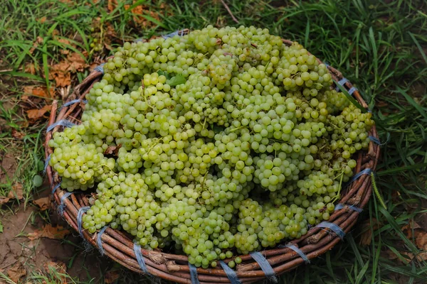 Großaufnahme Eines Korbs Voller Trauben Weinbau Weinbauernhof Leckere Grüne Trauben — Stockfoto