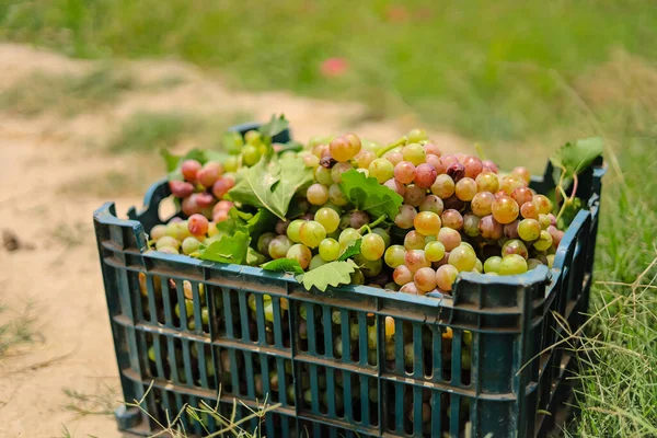 Pakaian Penuh Dengan Buah Anggur Keranjang Pertanian Anggur Peternakan Anggur — Stok Foto