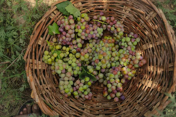 ブドウでいっぱいのバスケットの閉鎖 グレープ農業 グレープファーム バスケットで隔離されたおいしい緑のブドウの束 グレープ 主題についての選択的焦点 ブドウのFhd映像 — ストック写真