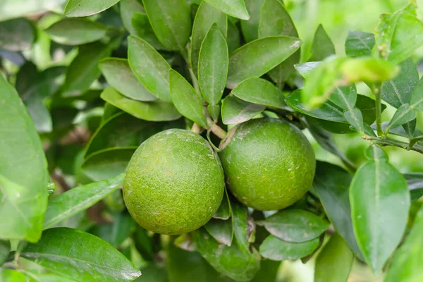Branch 'a asılmış yeşil nar meyvesini kapat. Yeşil Pomelo (Citrus grandis) Pomelo en büyük meyve portakallarıdır. Bu meyvelerin C vitamini vardır ve nispeten hastalıklara dayanıklıdırlar. Citrus Meyvesi.