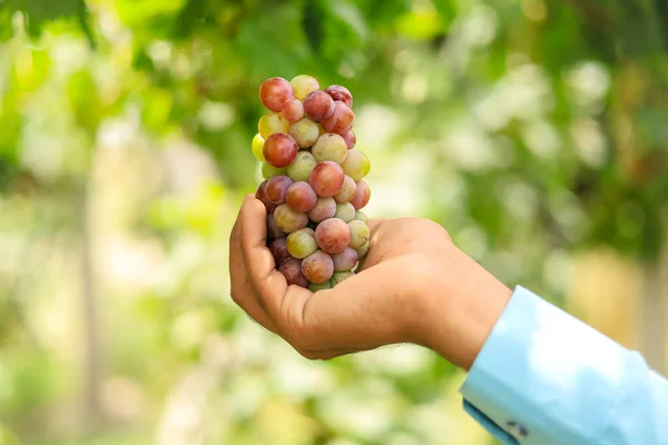 Close Grapes Bunch Hand Man Holding Grapes Bunch Hand Grapes — Stock Photo, Image