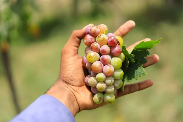 Sluiten Van Druiven Opknoping Tak Druiven Ophangen Druiventeelt Druivenboerderij Lekkere — Stockfoto