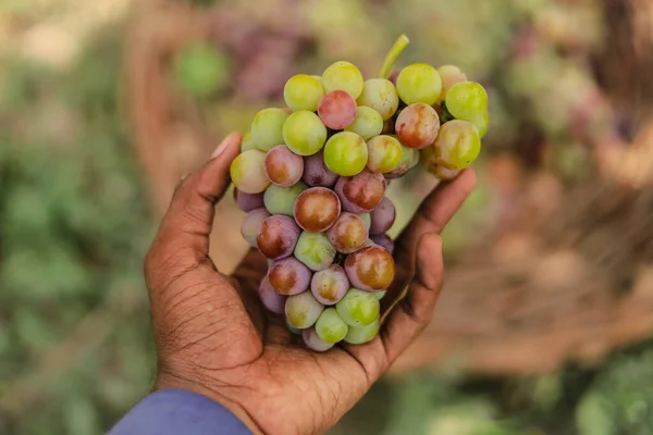 手元にブドウの束を閉じる ブドウの束を握っている男 おいしさと熟したブドウ園 ブドウのコンセプトを収穫する インスタントエネルギー源 主題に焦点を当てることで — ストック写真