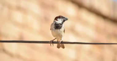 Avrasya Ağaç Serçesi 'nin Portresi - Yoldan geçen montanus yaygın tünemiş kuş. Ev kuşu dişi ötücü kuşu (Passer domesticus), Pakistan' ın eski bir evinde tel ve yuva üzerinde şarkı söylüyor..