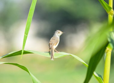 Ashy Prinia 'nın yakınında, incili darı mısırının üzerinde oturuyor. Kül rengi prinia veya kül rengi çalıbülbülü (Prinia socialis). Küllü Prinia kuşunun güzel manzarası. Vahşi yaşam fotoğrafçılığı. Konuya seçici bir odak ile.