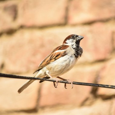 Avrasya Ağaç Serçesi 'nin Portresi - Yoldan geçen montanus yaygın tünemiş kuş. Ev kuşu dişi ötücü kuşu (Passer domesticus), Pakistan' ın eski bir evinde tel ve yuva üzerinde şarkı söylüyor..