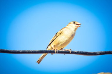 Avrasya Ağaç Serçesi 'nin Portresi - Yoldan geçen montanus yaygın tünemiş kuş. Ev kuşu dişi ötücü kuşu (Passer domesticus), Pakistan' ın eski bir evinde tel ve yuva üzerinde şarkı söylüyor..