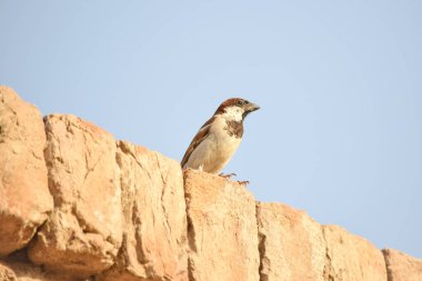 Avrasya Ağaç Serçesi 'nin Portresi - Yoldan geçen montanus yaygın tünemiş kuş. Ev kuşu dişi ötücü kuşu (Passer domesticus), Pakistan' ın eski bir evinde tel ve yuva üzerinde şarkı söylüyor..