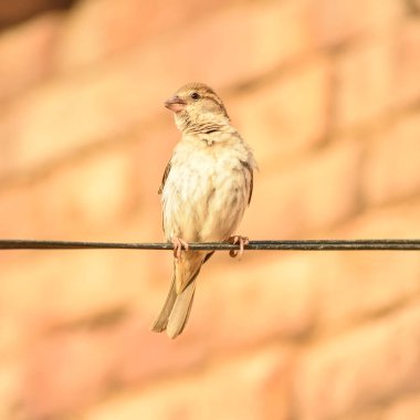 Avrasya Ağaç Serçesi 'nin Portresi - Yoldan geçen montanus yaygın tünemiş kuş. Ev kuşu dişi ötücü kuşu (Passer domesticus), Pakistan' ın eski bir evinde tel ve yuva üzerinde şarkı söylüyor..