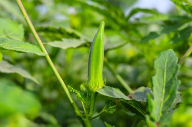 Bamya sebzesi hasat etmeye yakın. Bamya. Çiftçi bamya sebzesi topluyor. Kadın parmaklarını sebze yolmak. Bayan Parmaklar 'ı hasat ediyorum. Bamya topluyorum. Sebze toplama konsepti. Seçici odak.