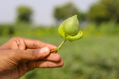 Elindeki yeşil renkli Cotton Boll 'u kapat. Yeşil pamuk tarlası. Elinde pamuklu organik tomar tutan bir adam. Bitkinin üzerinde pamuk yığını var. Doğal arka plan. Yeşil renkli topuz. Konuya Seçici Odaklanma ile.